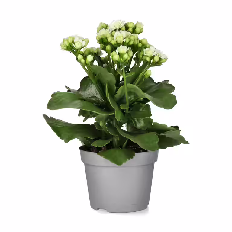 Ildtopp