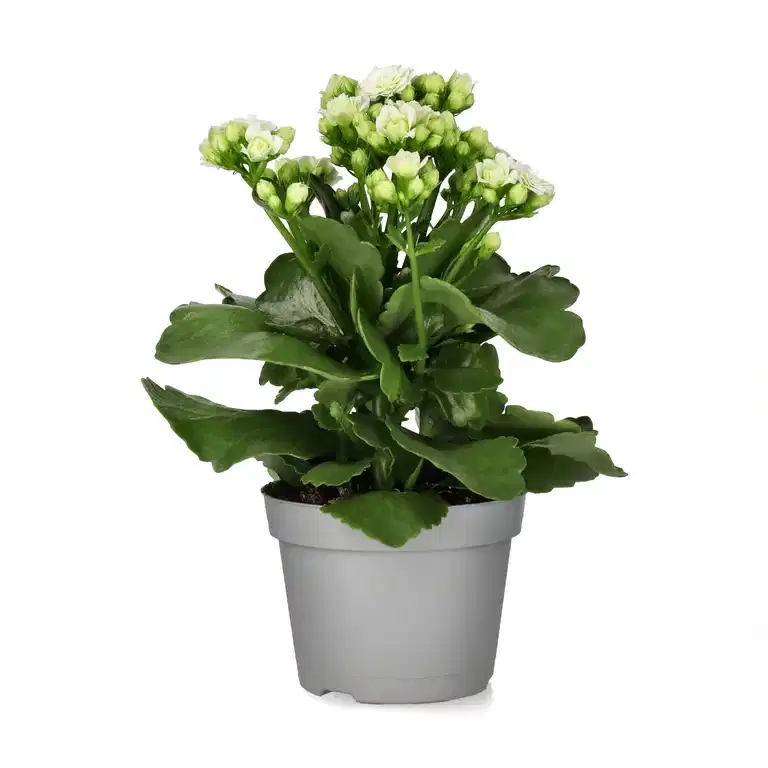 Kalanchoe White 10,5 cm