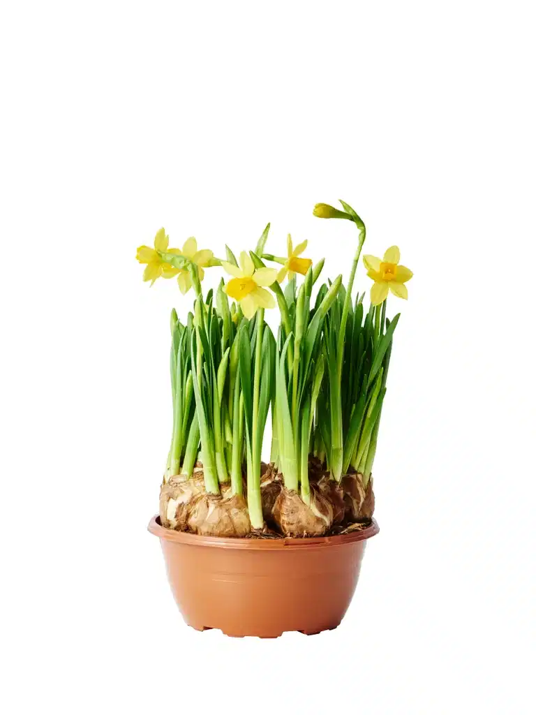 Narcissus 'Tete a Tete' bowl 17 cm