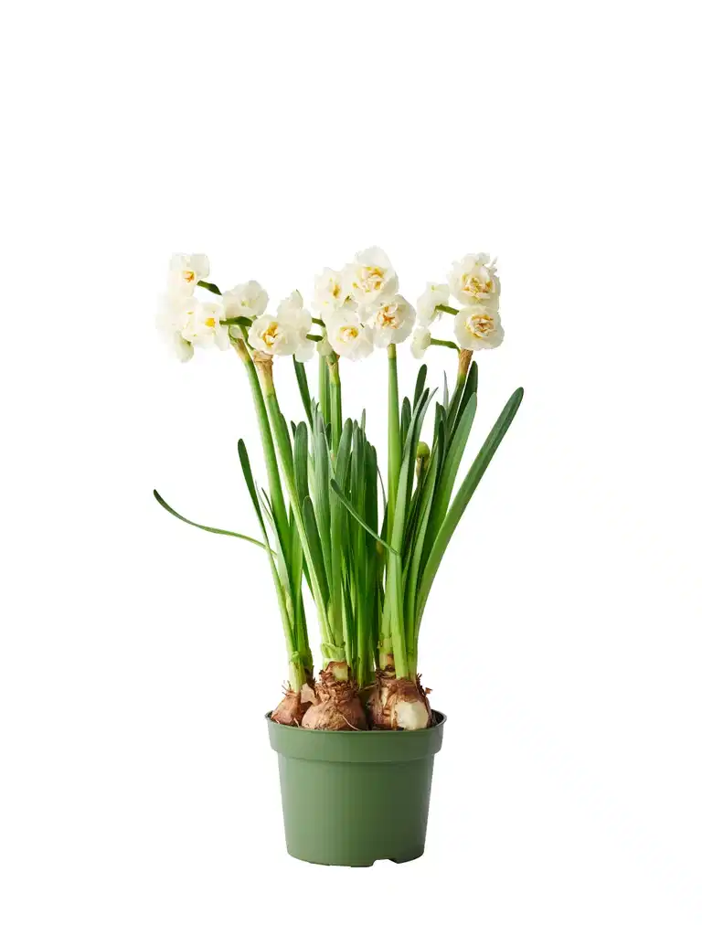 Narcissus 'Bridal crown' 12 cm