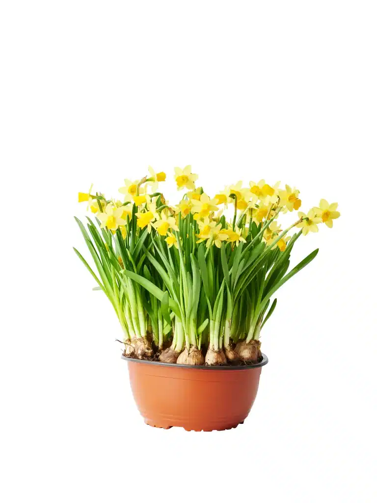 Narcissus 'Tete a Tete' bowl 21 cm