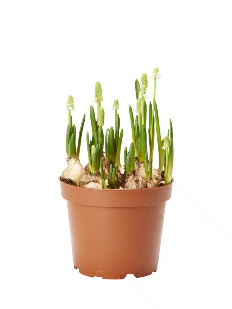 Perleblomst  'White Magic '