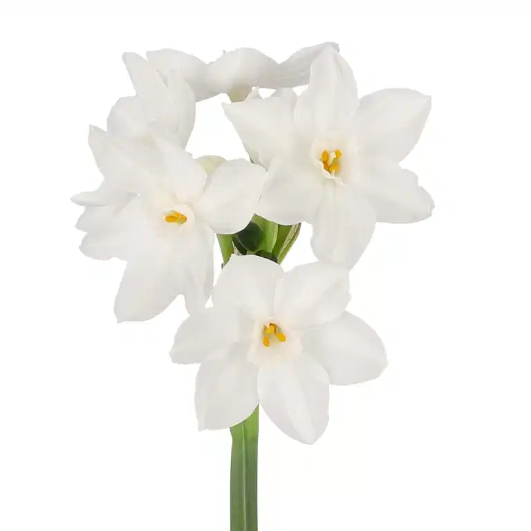 Hvit tasettnarsiss 'Paperwhite Ziva'