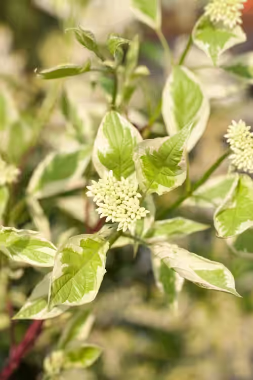 Sibirkornell 'Elegantissima'