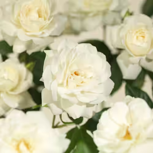 Markdekkerose 'Swany'