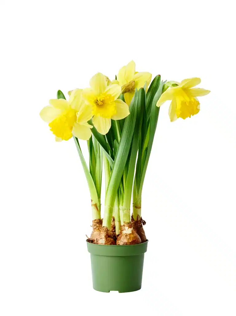 Påskelilje  'Carlton '