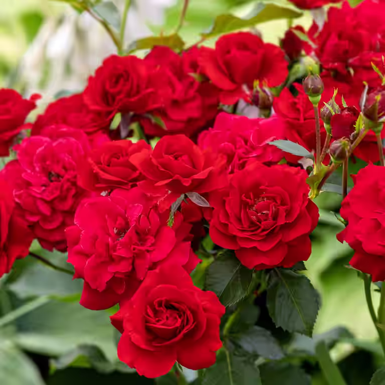 Klaserose 'Minha'