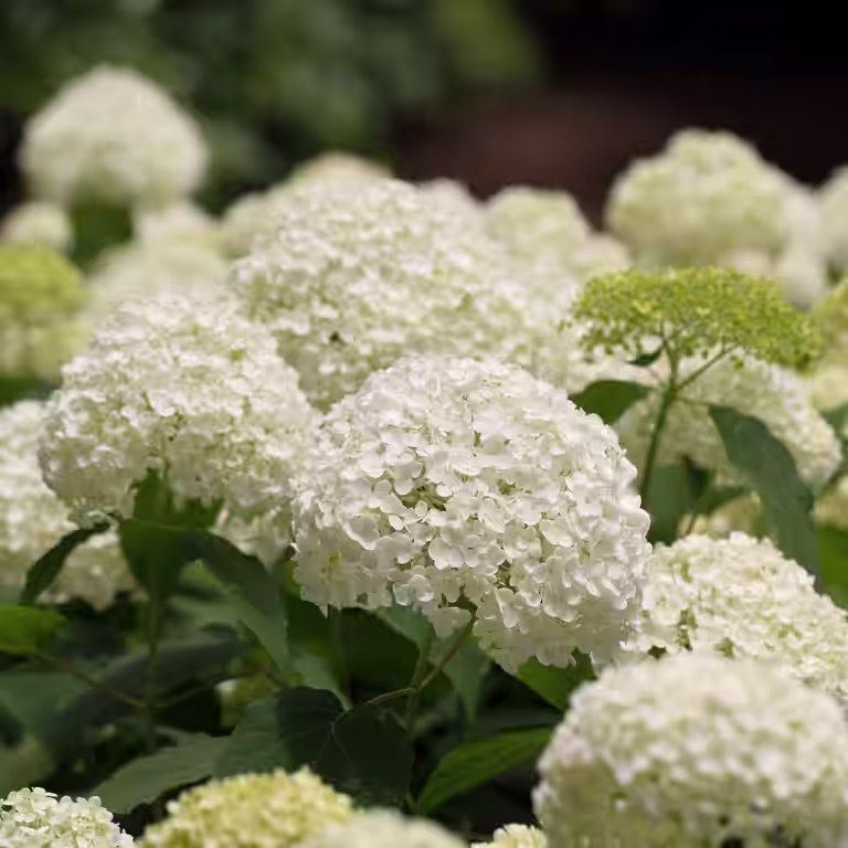 Vierhortensia 'Annabelle'
