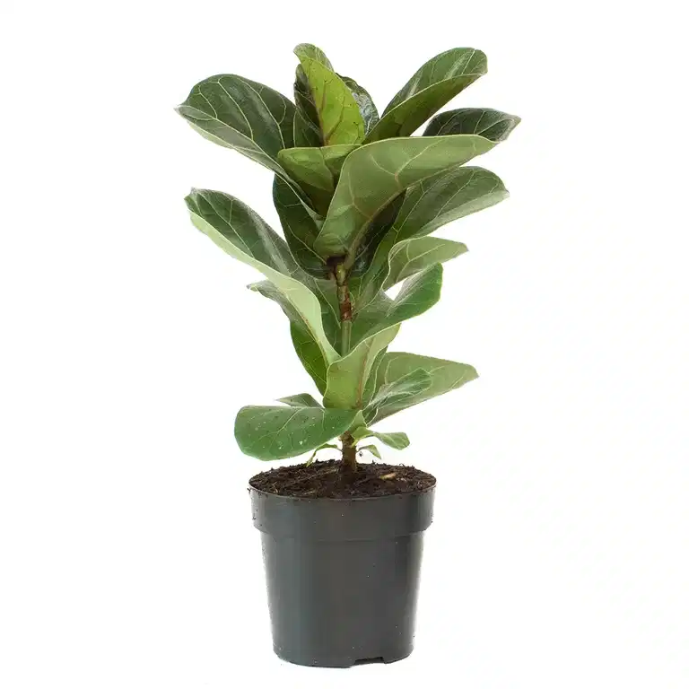 Ficus lyrata