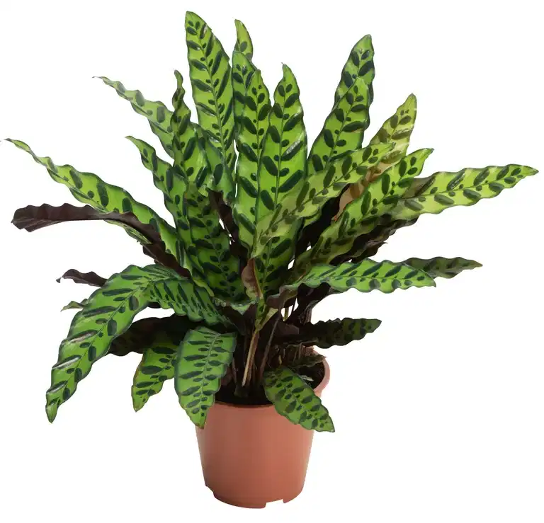 Calathea 'Lancifolia'