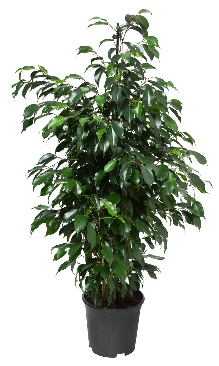 Bjørkefiken 'Danielle'