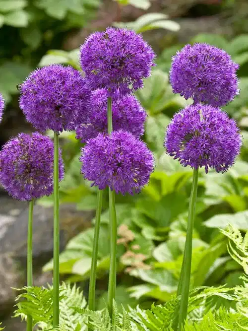 Kirgisløk 'Purple Sensation'