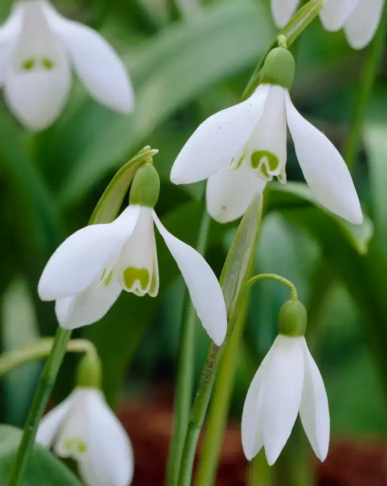 Misc. Galanthus single Woronow
