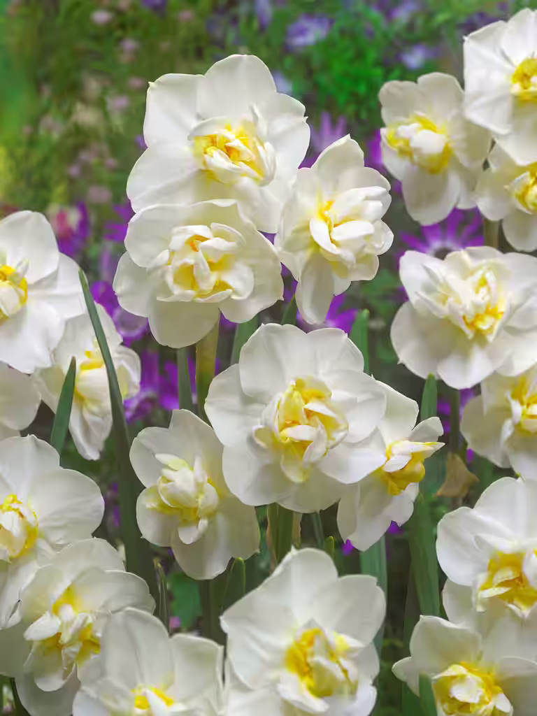 Narsiss 'Cheerfulness'