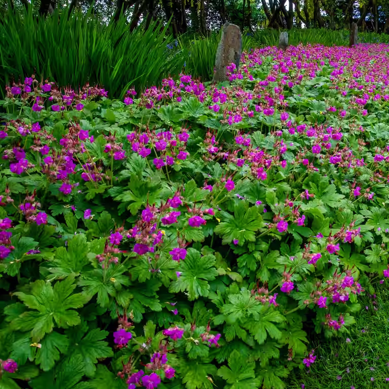 Rosestorkenebb 'Czakor'