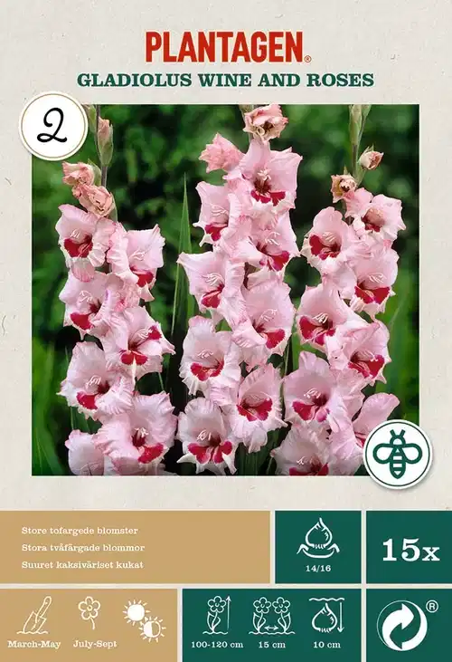 Storblomstret gladiol 'Wine and Roses’