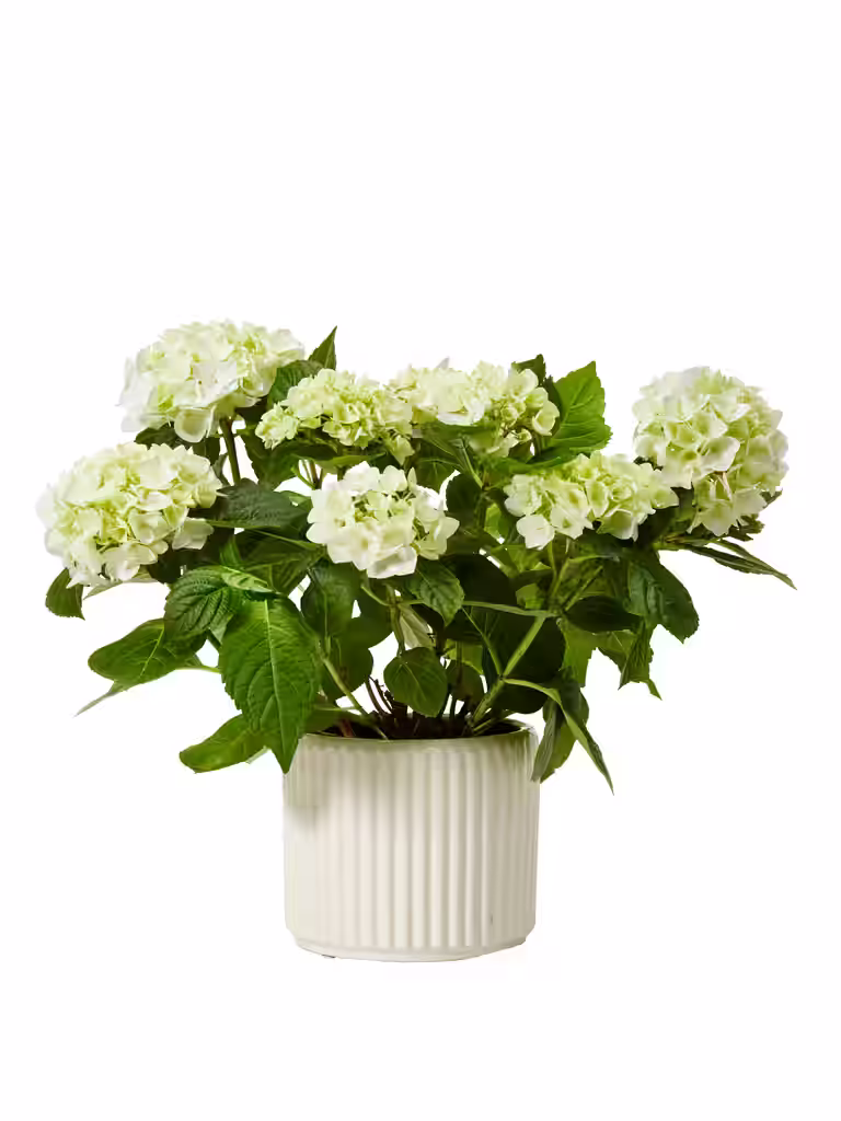 Hortensia