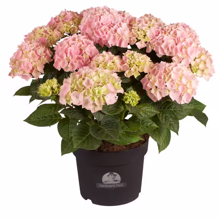 Hortensia