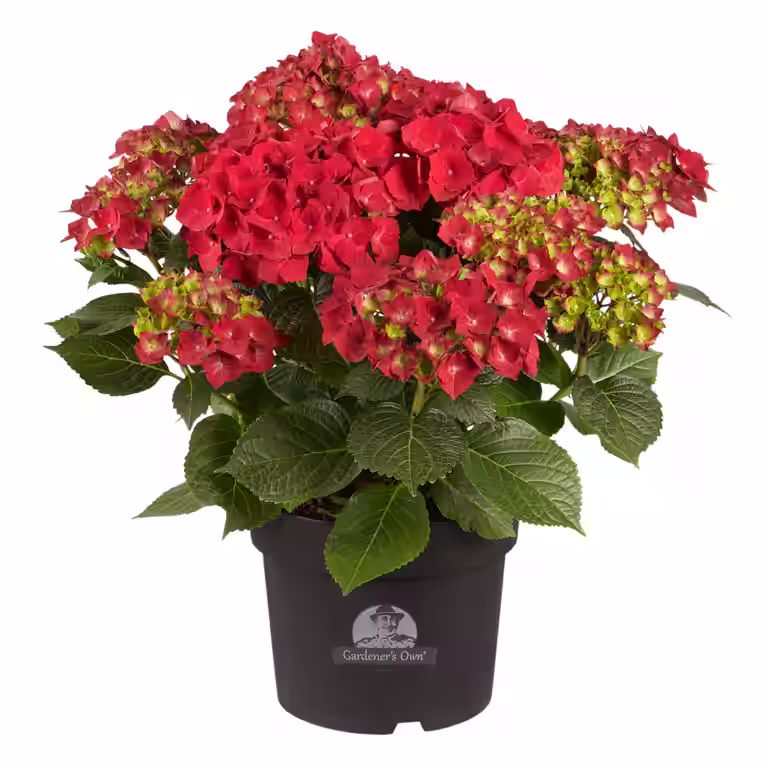 Hortensia