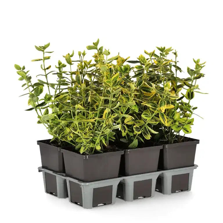 Beinved 'Emerald 'n' Gold'