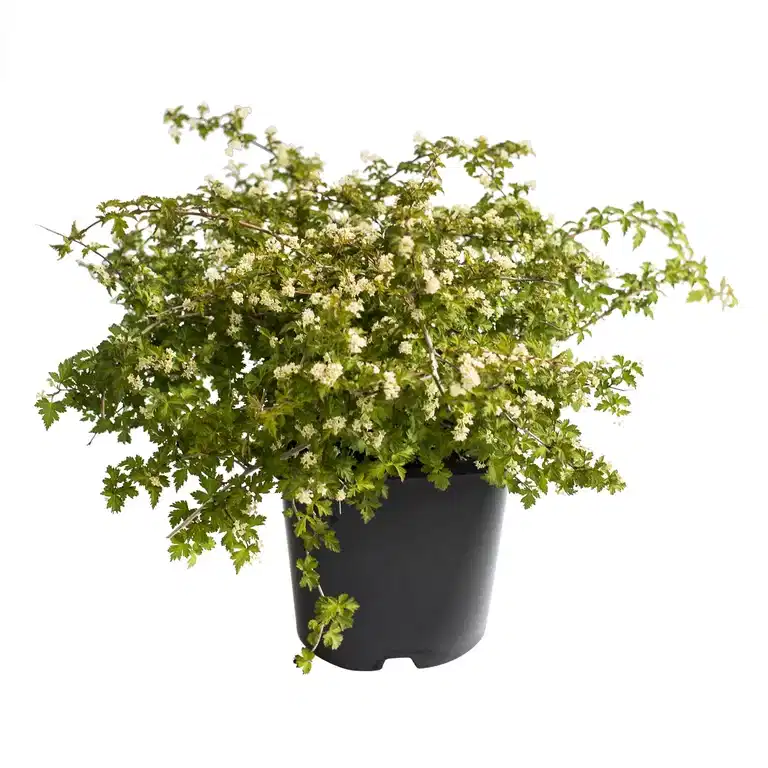 Flikkranstopp 'Crispa'