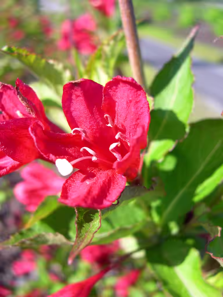 Klokkebusk 'Red Prince'
