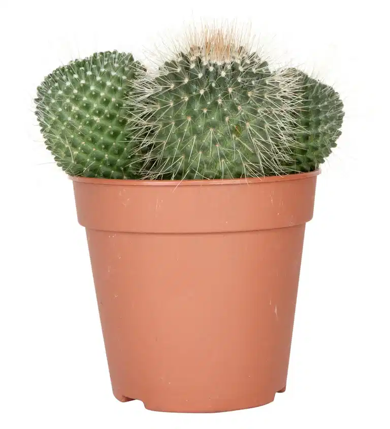 Cactus Ball varieties  12 cm