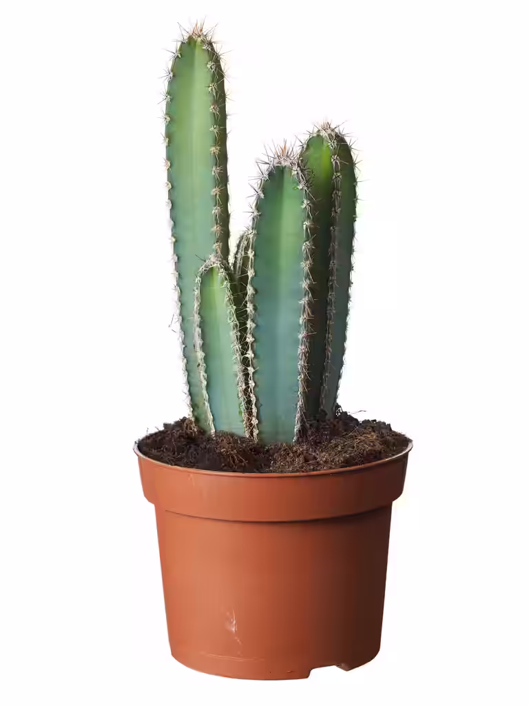 Cactus mix