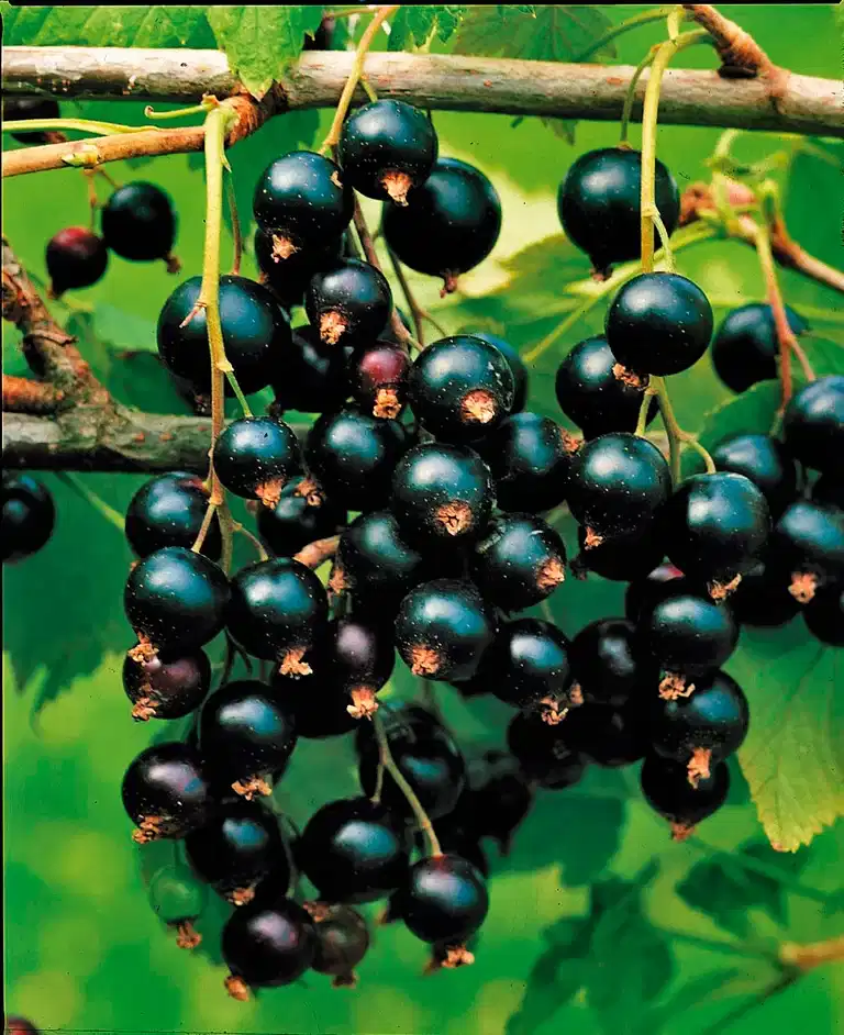 Ribes nigrum 'Öjebyn' 4,5L