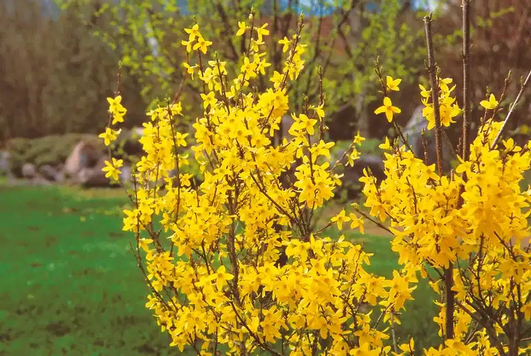 Praktgullbusk 'Lynwood'