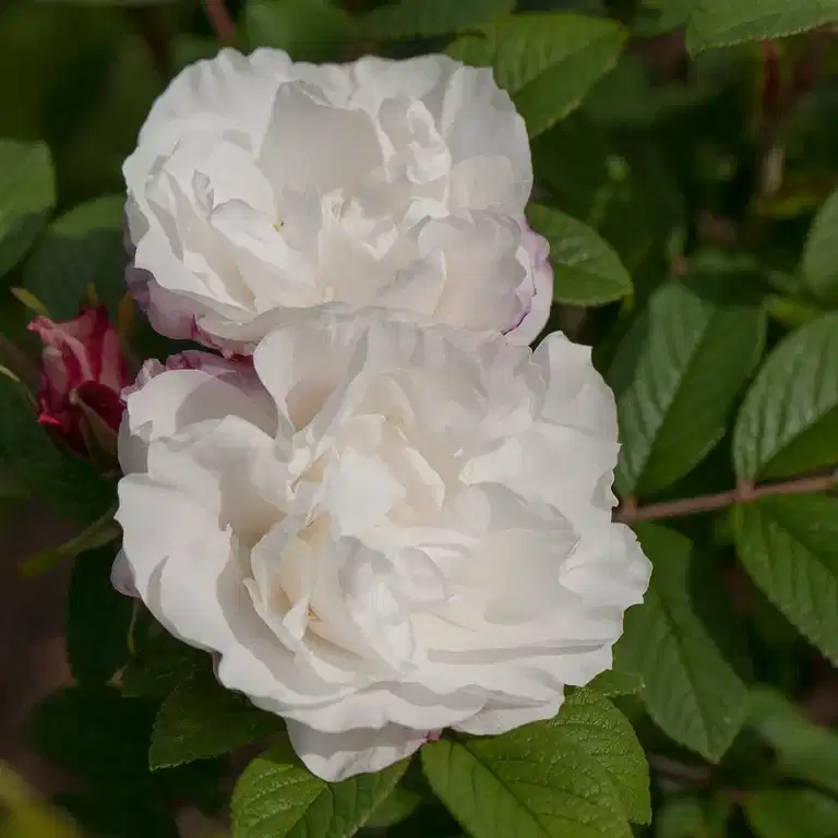 Buskrose 'Louise Bugnet'®