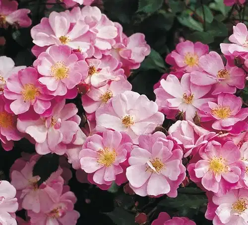 Bunndekkerose LAVENDER DREAM