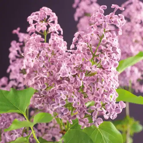 Syringa vulgaris 4,5L