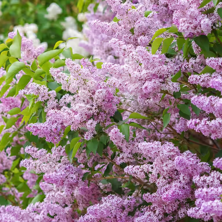 Syringa vulgaris 2L