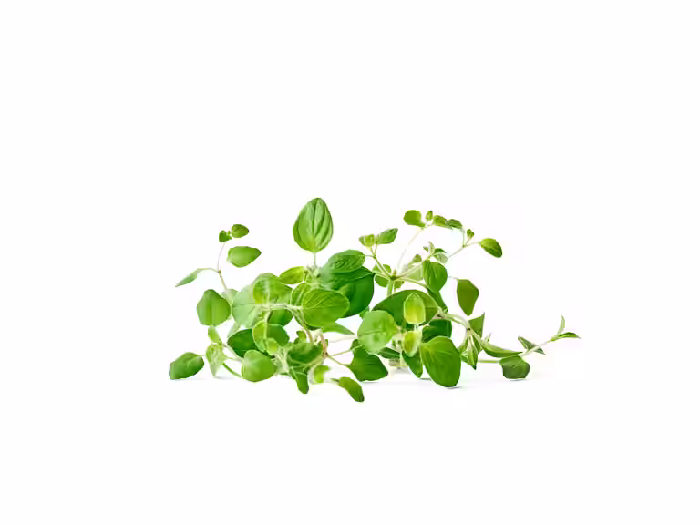 Oregano