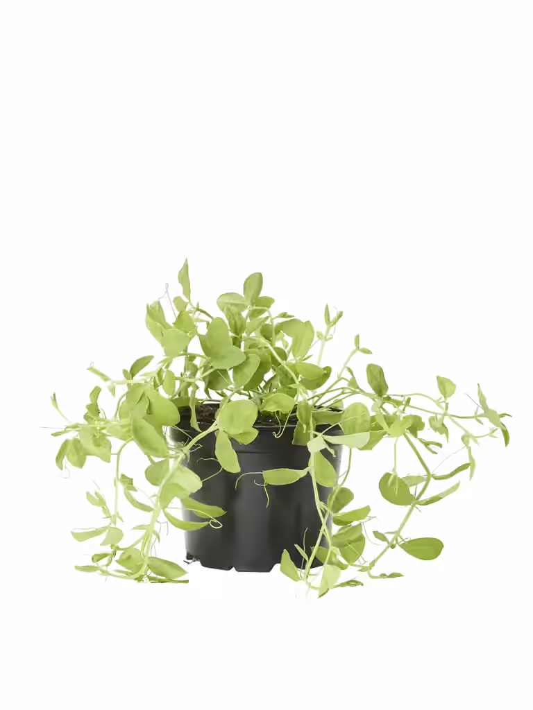 Erteblomst