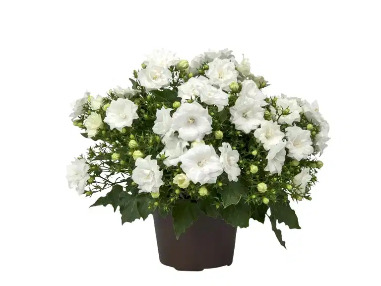 Klokkeblomst 'Like Mee'