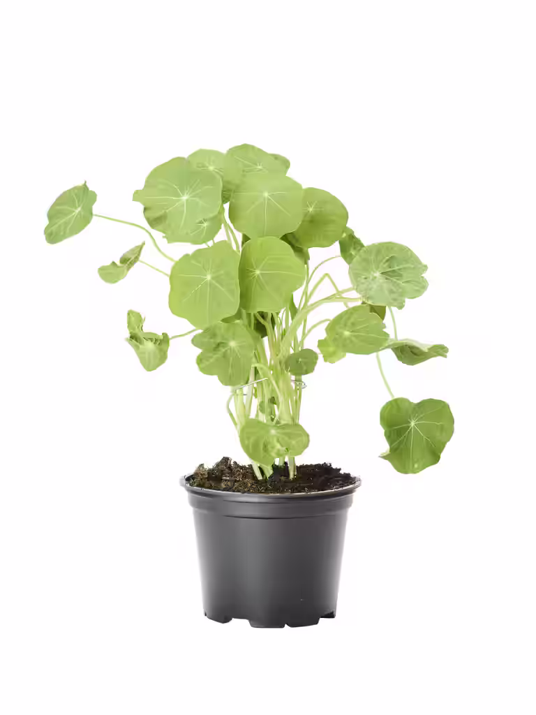 Blomkarse