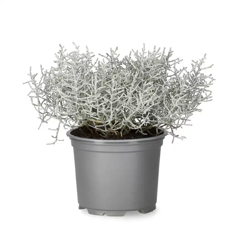 Leucophyta Brownii Plant