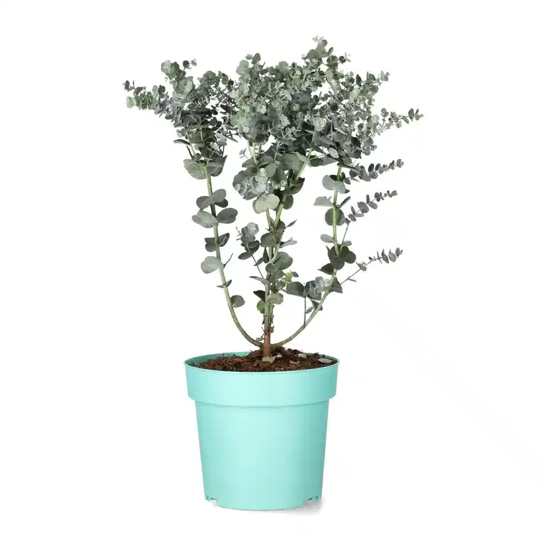 Eucalyptus 'Azura'