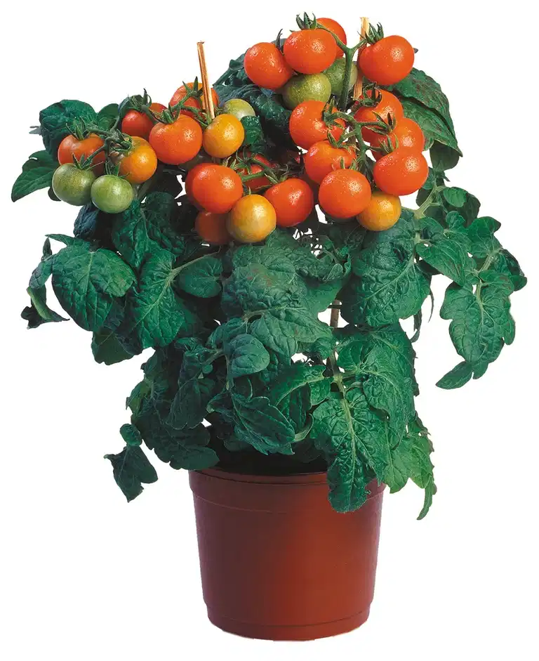 Cherrytomat