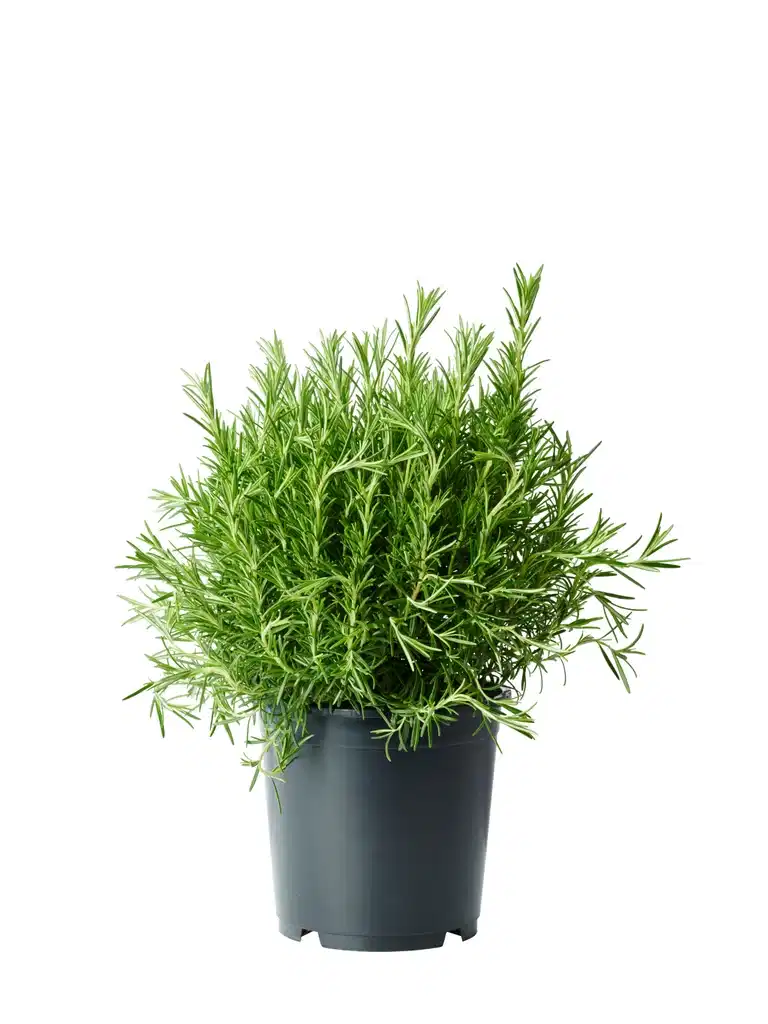 Rosmarinus officinalis 17 cm