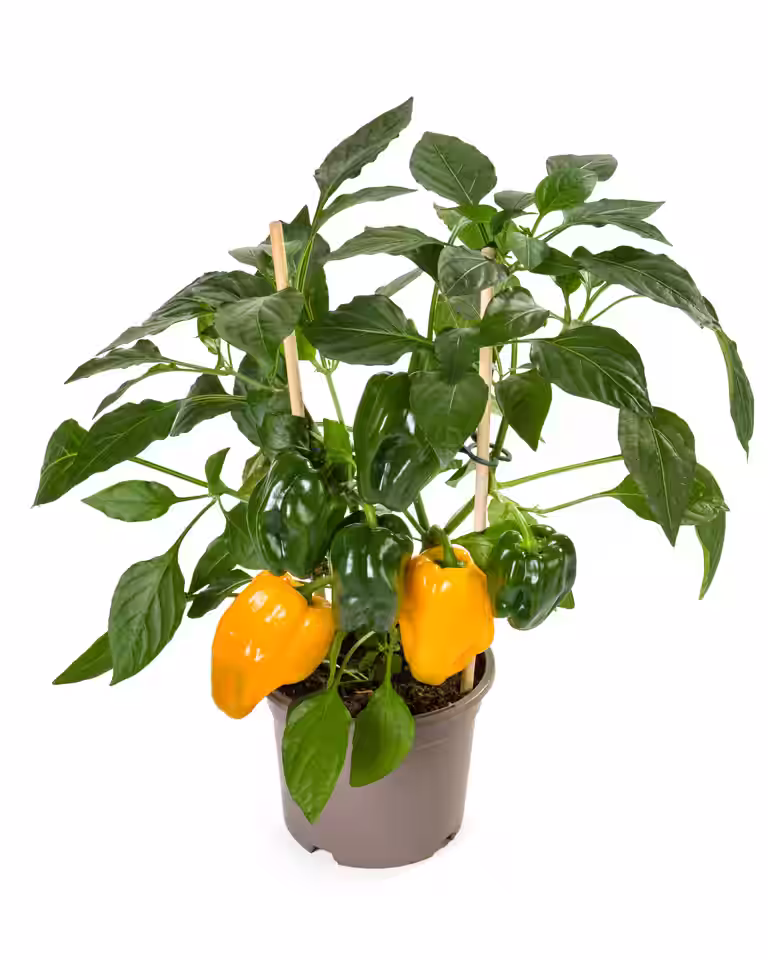 Gul paprika