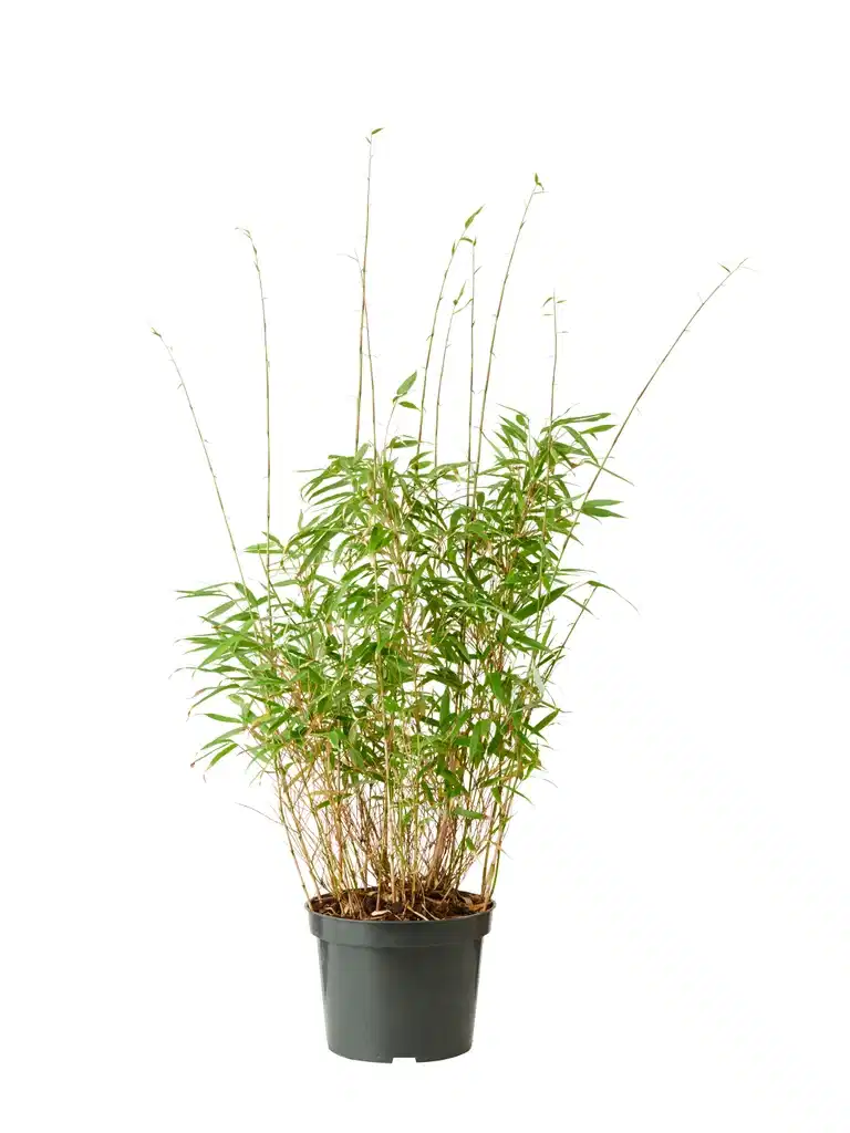 Gullrørbambus 'Rufa'