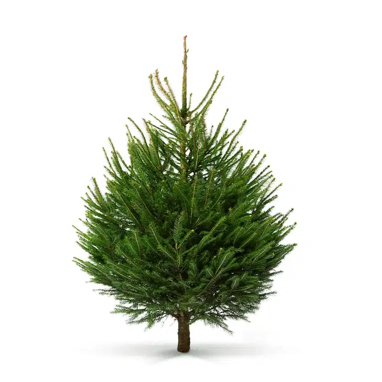 Vanlig gran 120-170cm