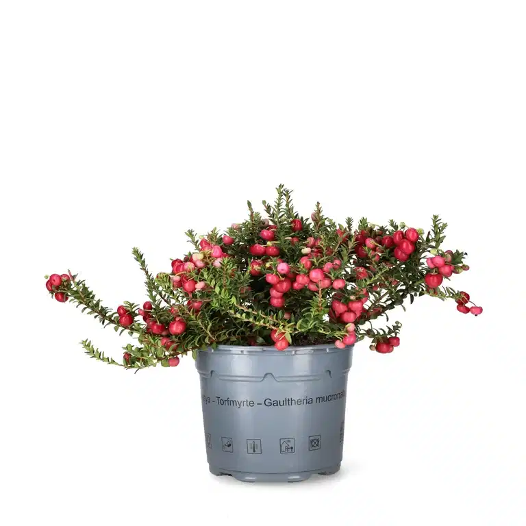 Pernettya mucronata 17 cm