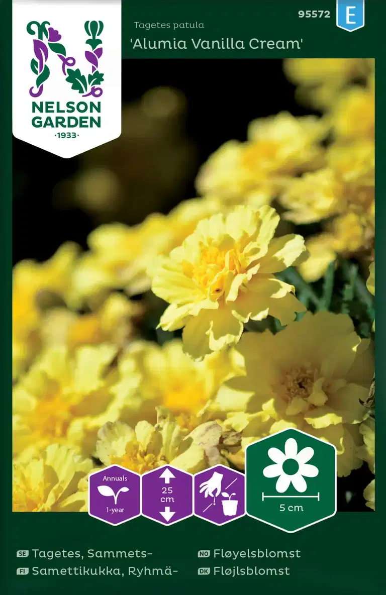 Tagetes, Sammets-, 'Alumia Van