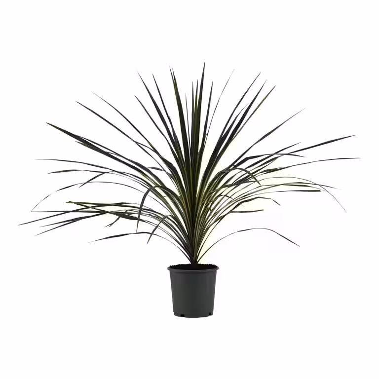 Cordyline a. 'Variegata' 17 cm