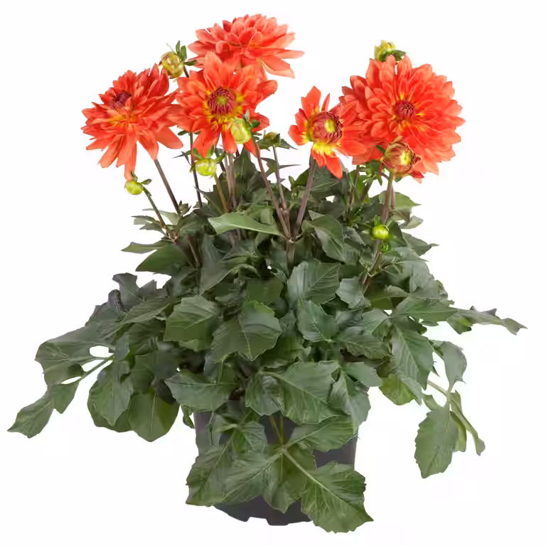 Georgine med fylte blomster