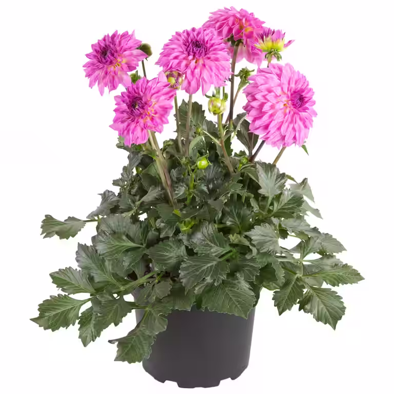 Georgine med fylte blomster